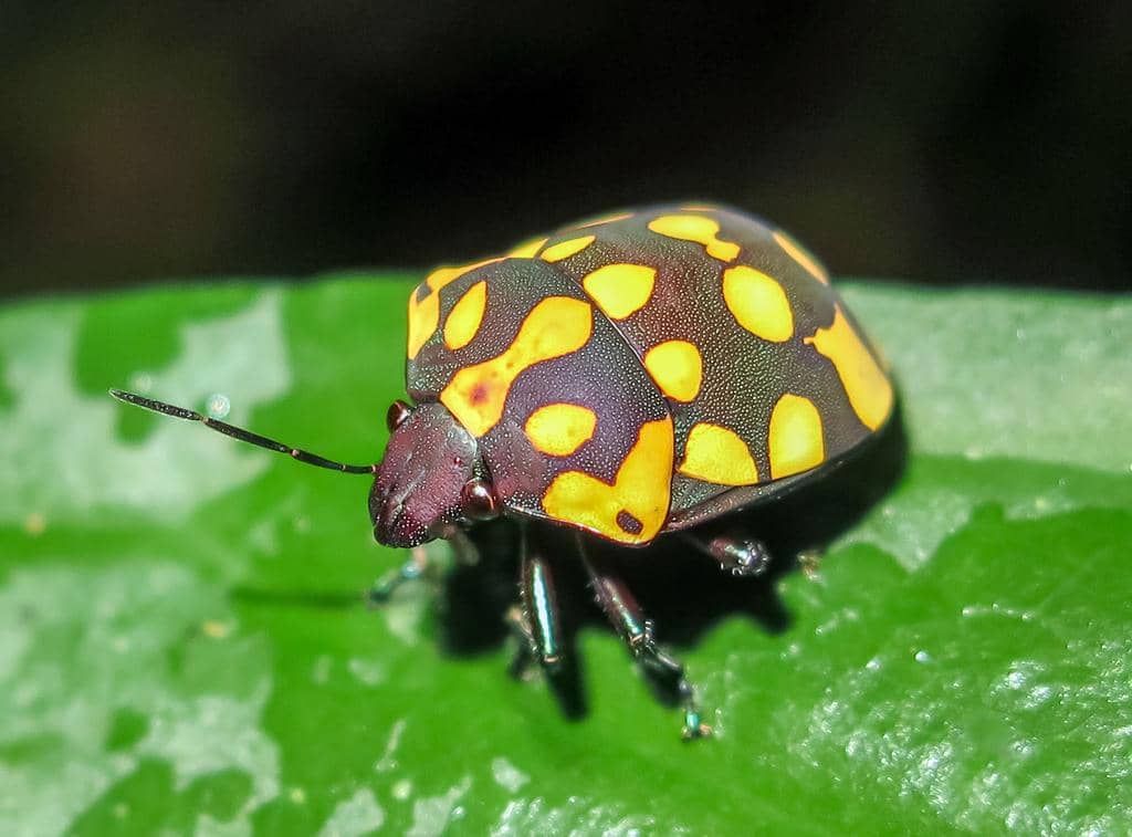 Pachycoris torridus