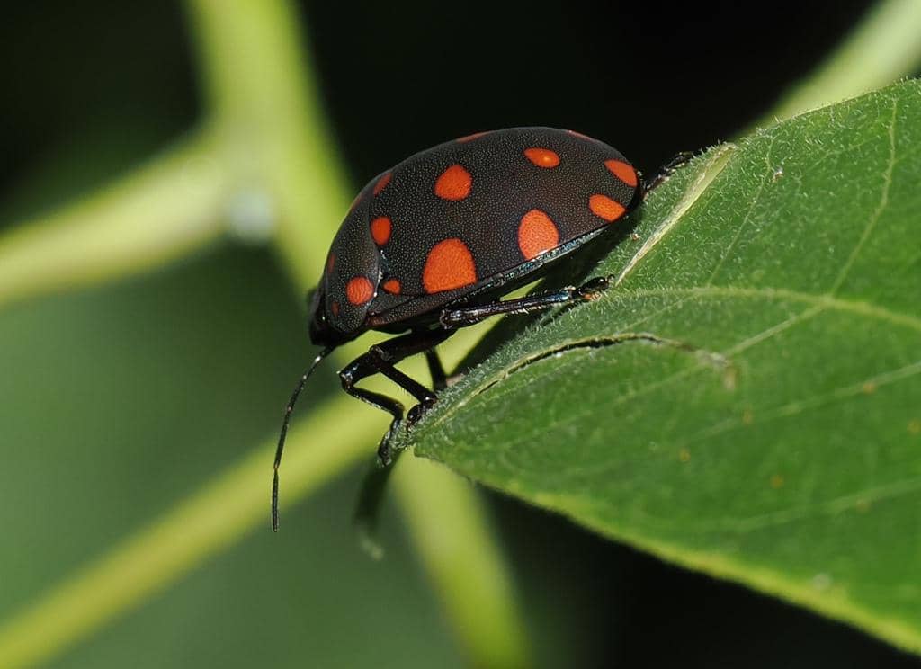 Pachycoris torridus