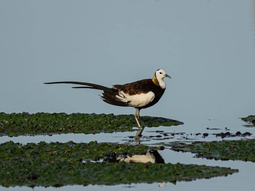 Hydrophasianus chirurgus