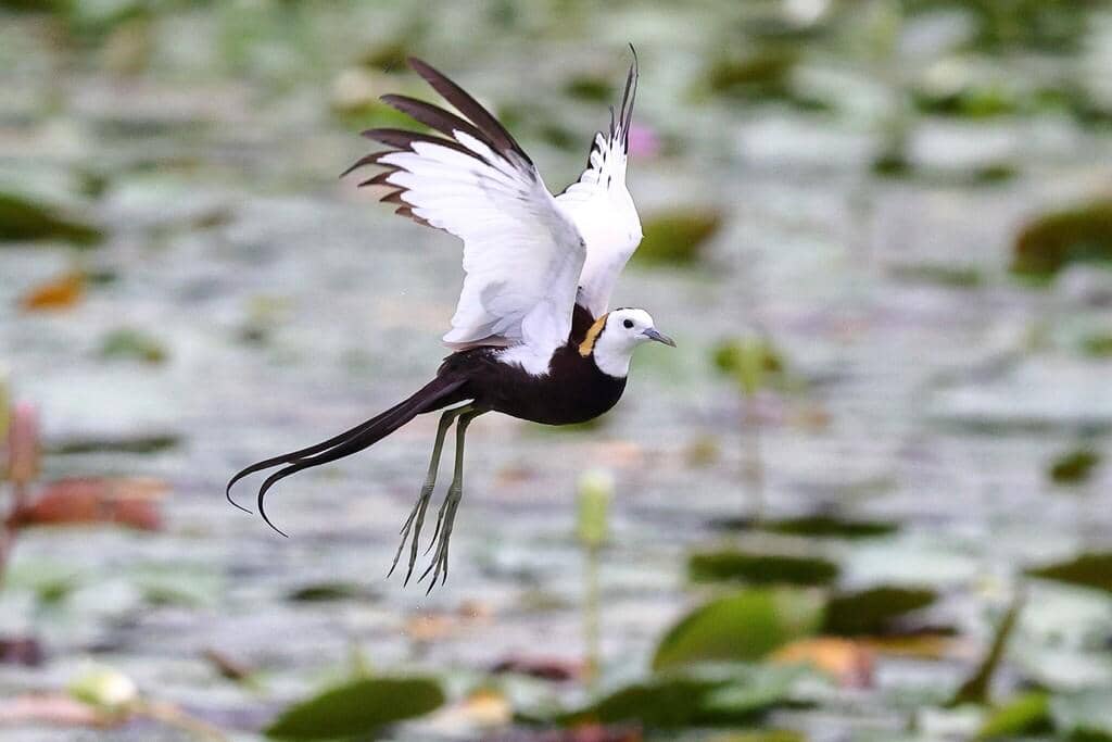 Hydrophasianus chirurgus