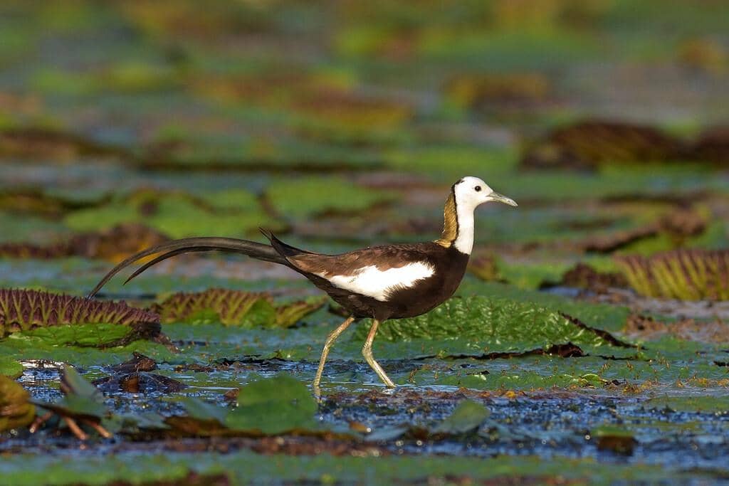 Hydrophasianus chirurgus