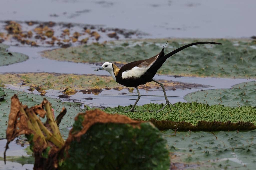 Hydrophasianus chirurgus