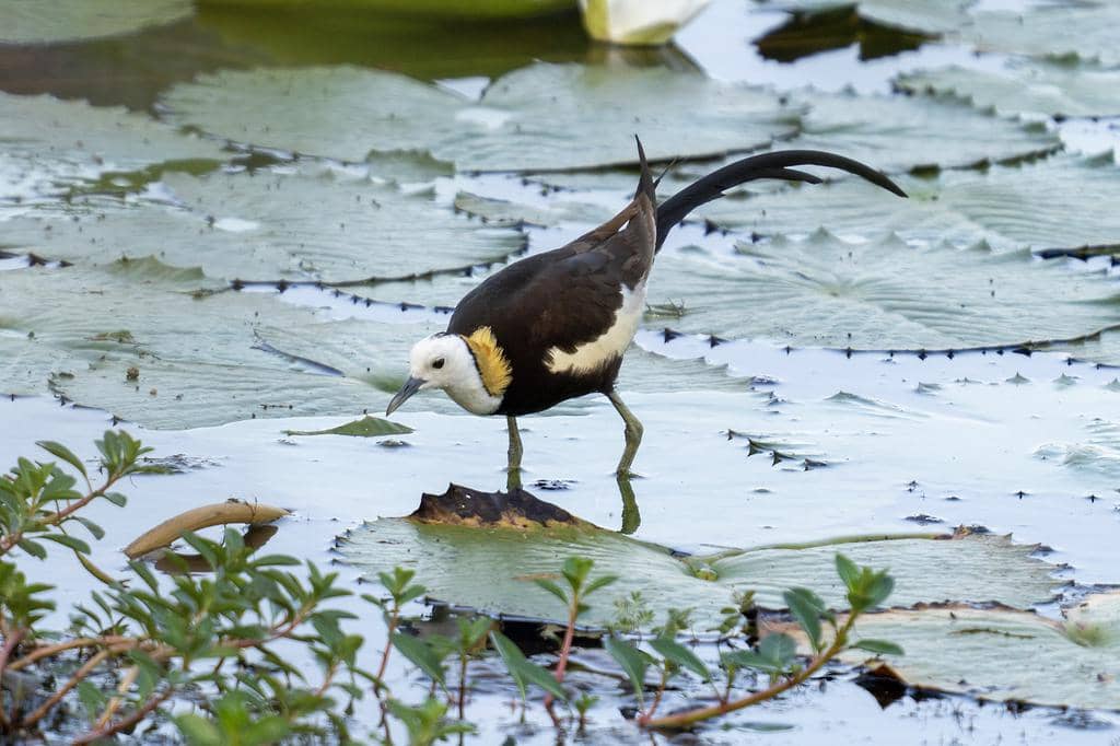 Hydrophasianus chirurgus