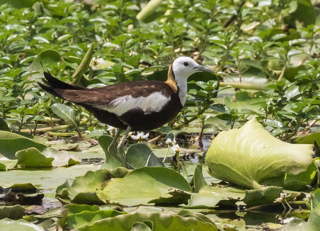 Hydrophasianus chirurgus