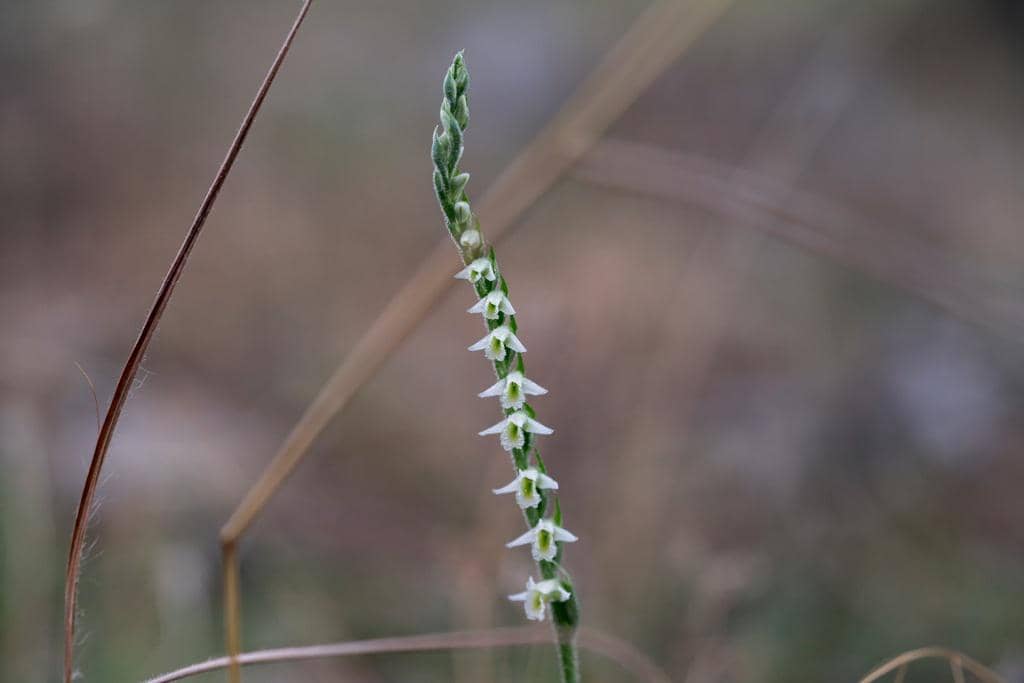 Spiranthes spiralis