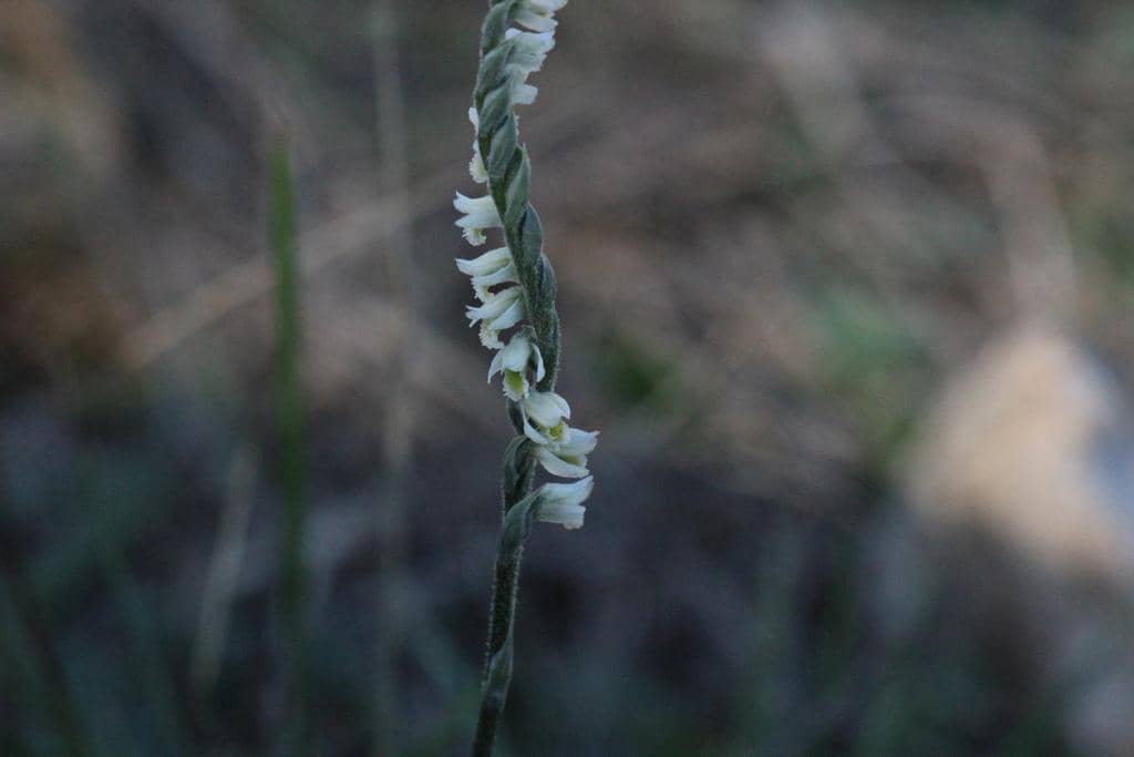 Spiranthes spiralis