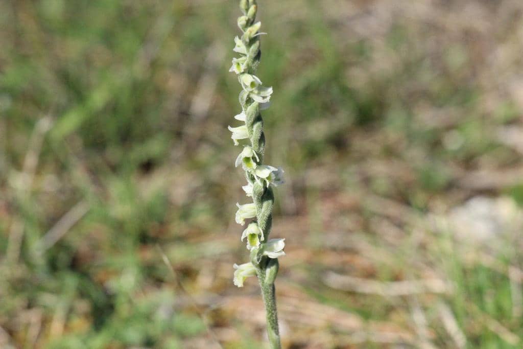 Spiranthes spiralis