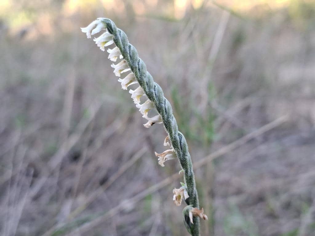 Spiranthes spiralis