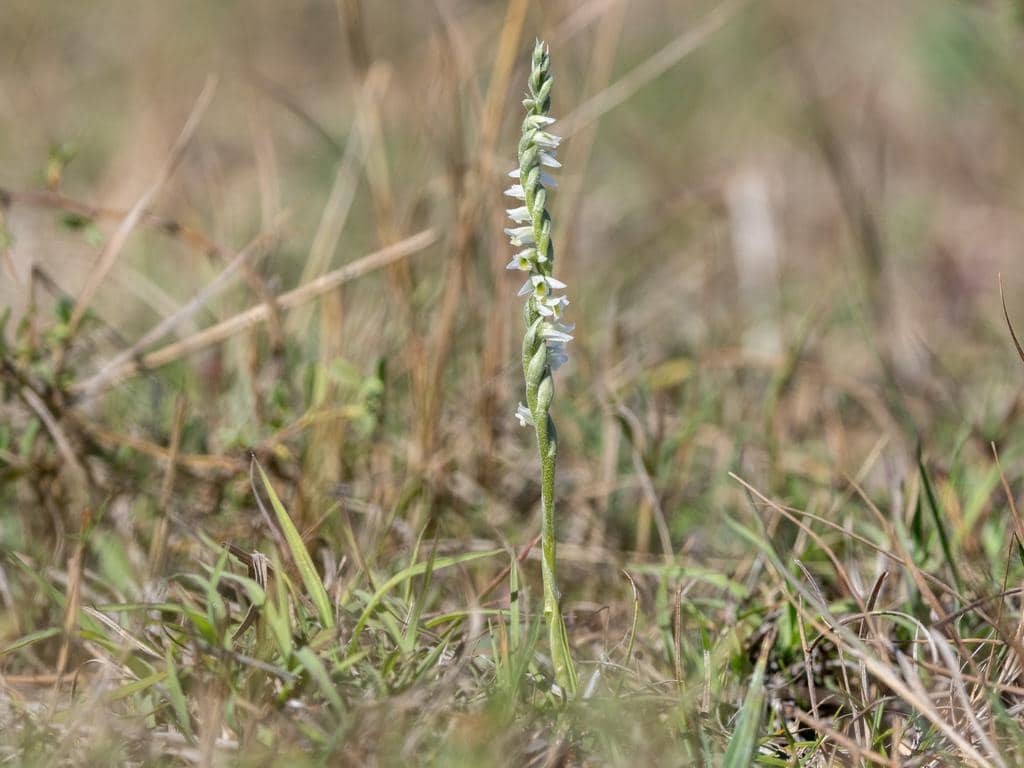 Spiranthes spiralis