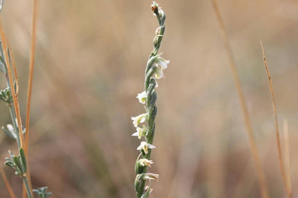Spiranthes spiralis
