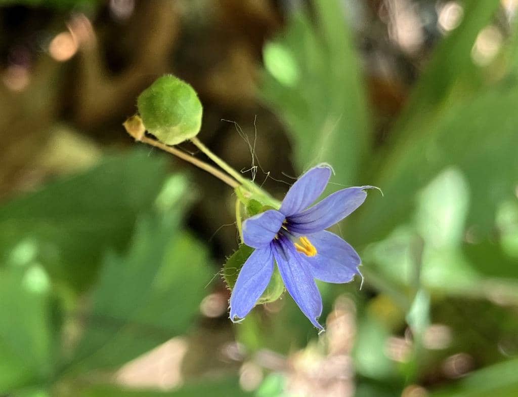  Blue-eyed Grass