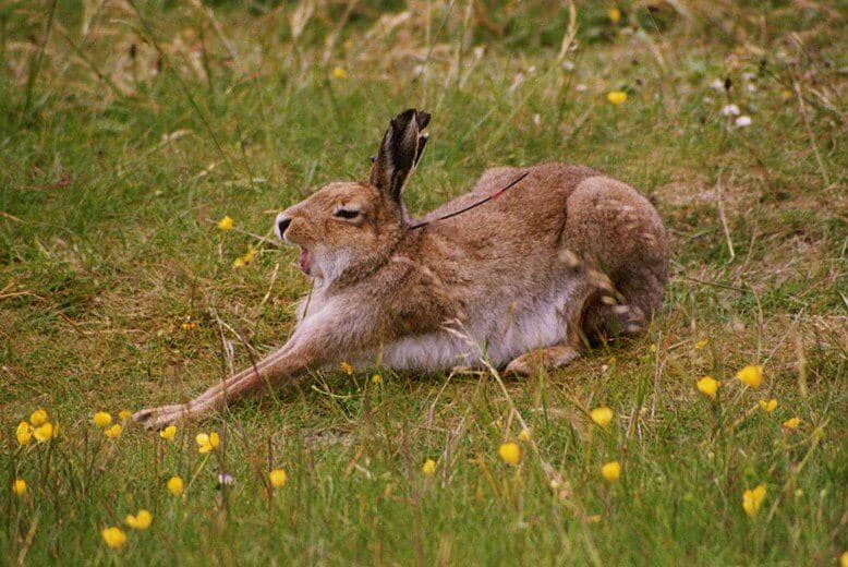 terwelu gunung di Irlandia