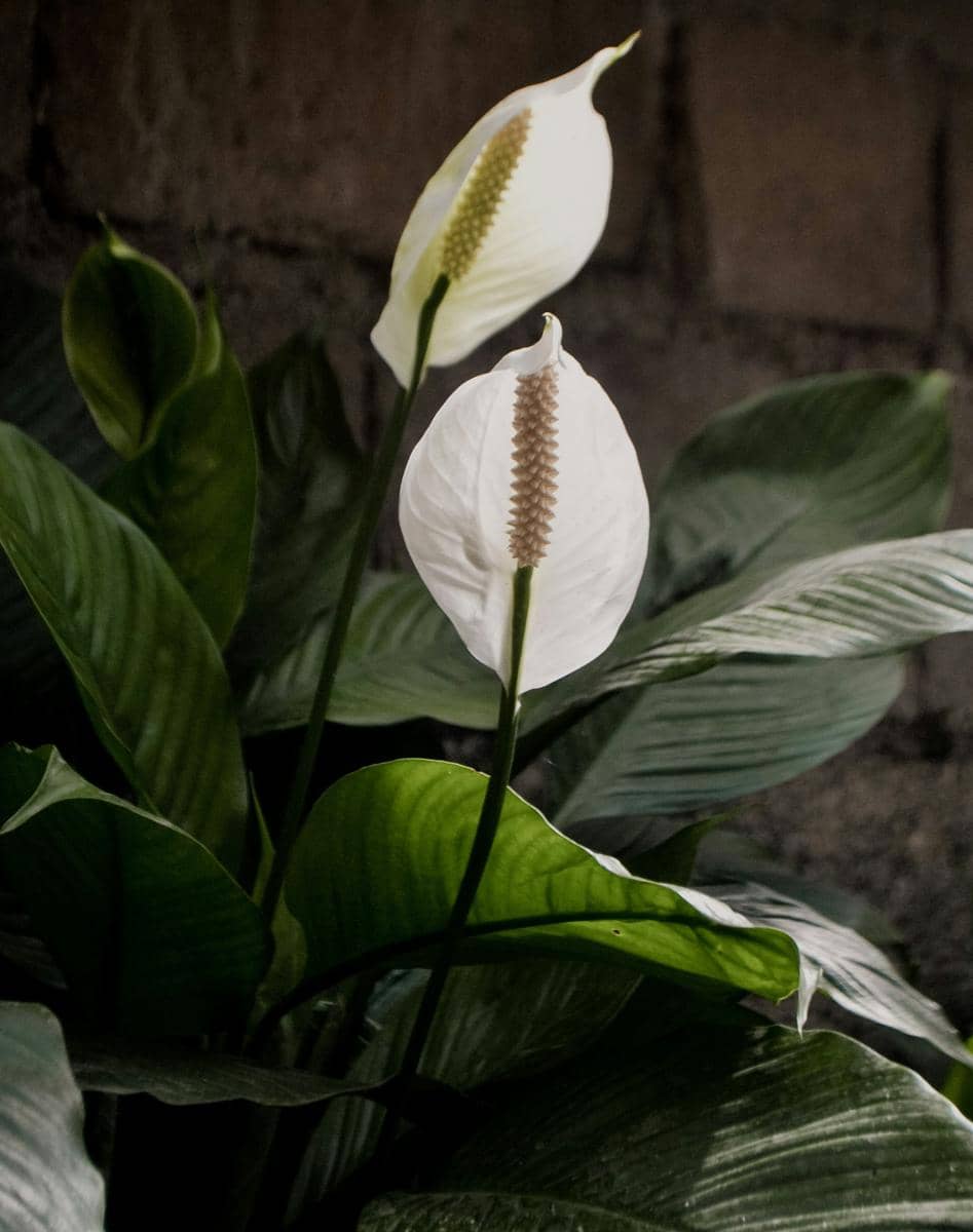 Peace lily