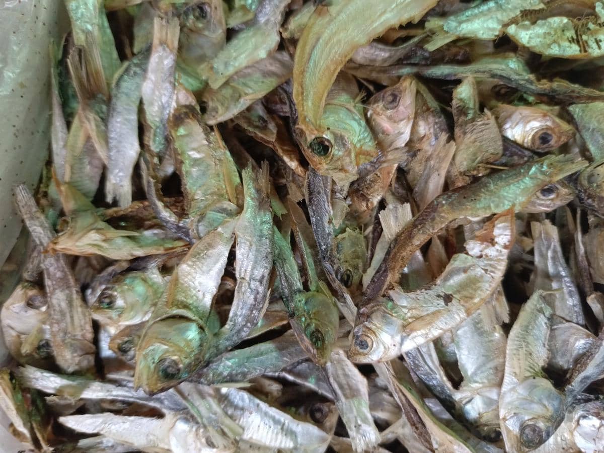 ilustrasi ikan teri asin