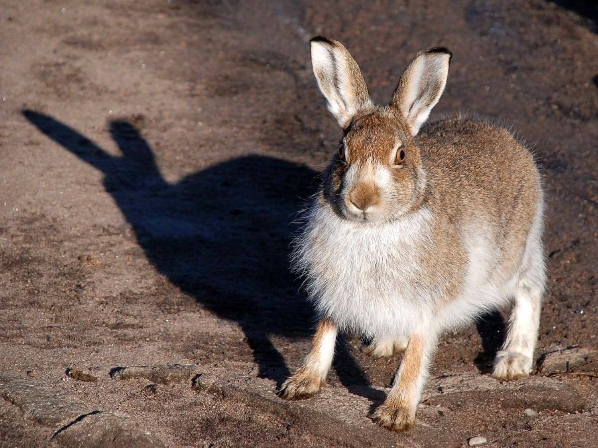 tampak dekat terwelu gunung