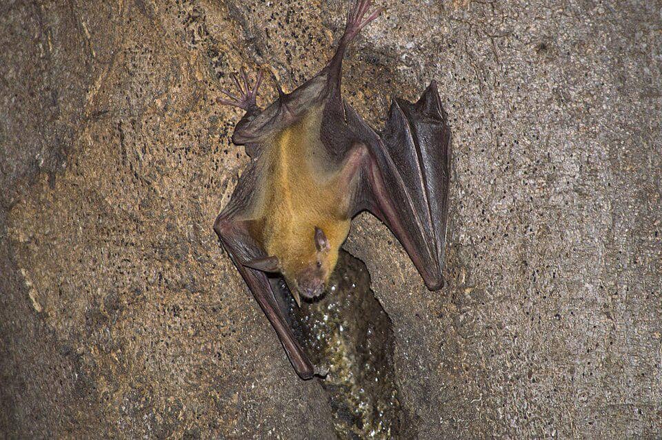 potret kelelawar bulldog besar jantan