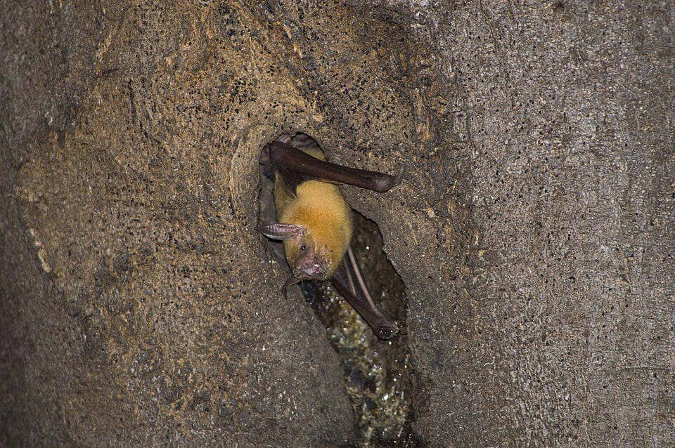 kelelawar bulldog besar yang sedang beristirahat