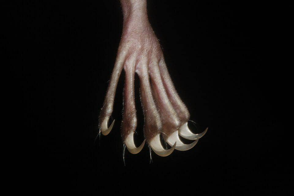 cakar kelelawar bulldog besar yang digunakan untuk menangkap ikan