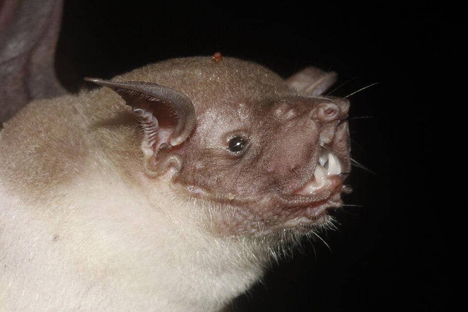 wajah kelelawar bulldog besar yang mirip seperti anjing ras bulldog