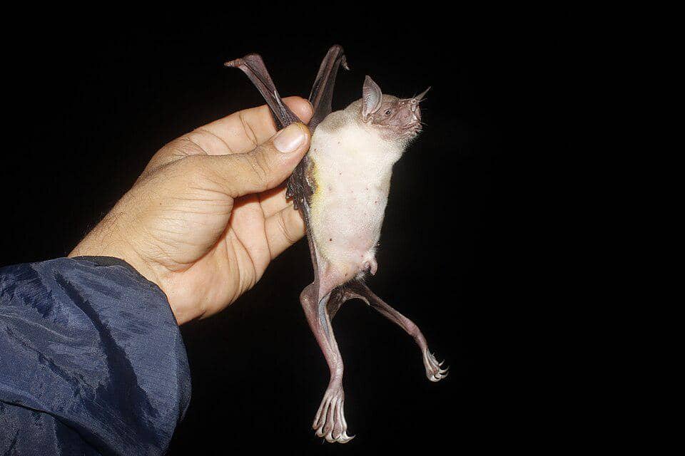 kelelawar bulldog besar betina yang ditangkap manusia