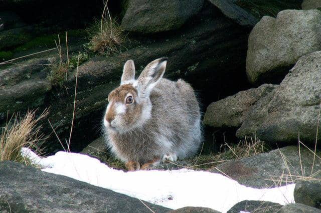 terwelu gunung di habitat aslinya