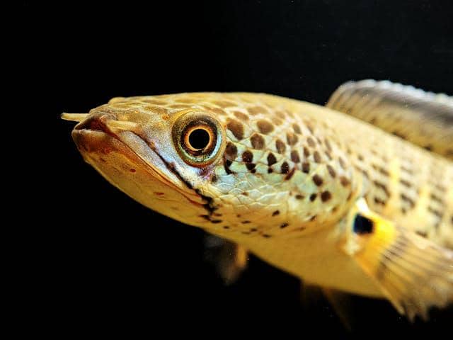 ilustrasi ikan channa 