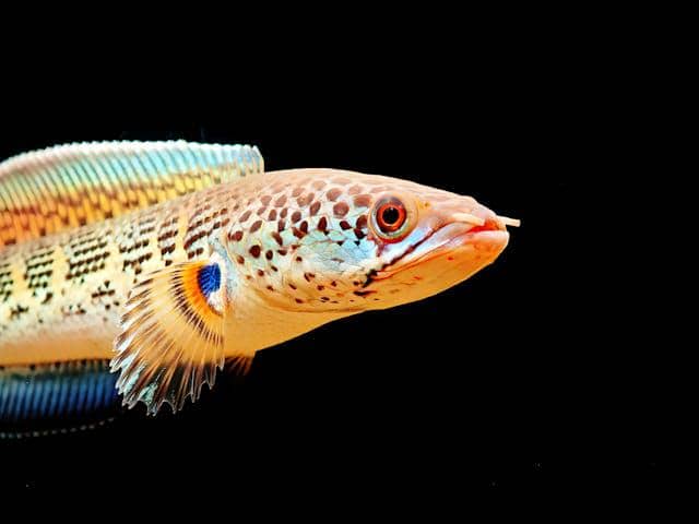 ilustrasi ikan channa 