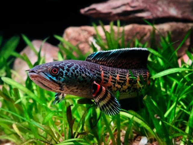 ilustrasi ikan channa 