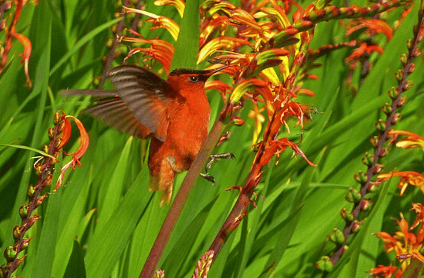 potret burung juan fernandez firecrown