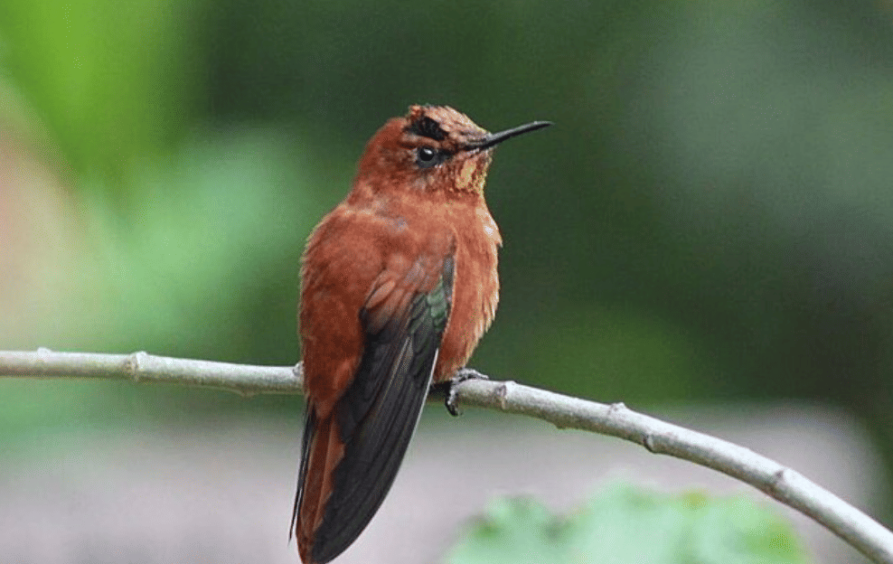 potret burung juan fernandez firecrown
