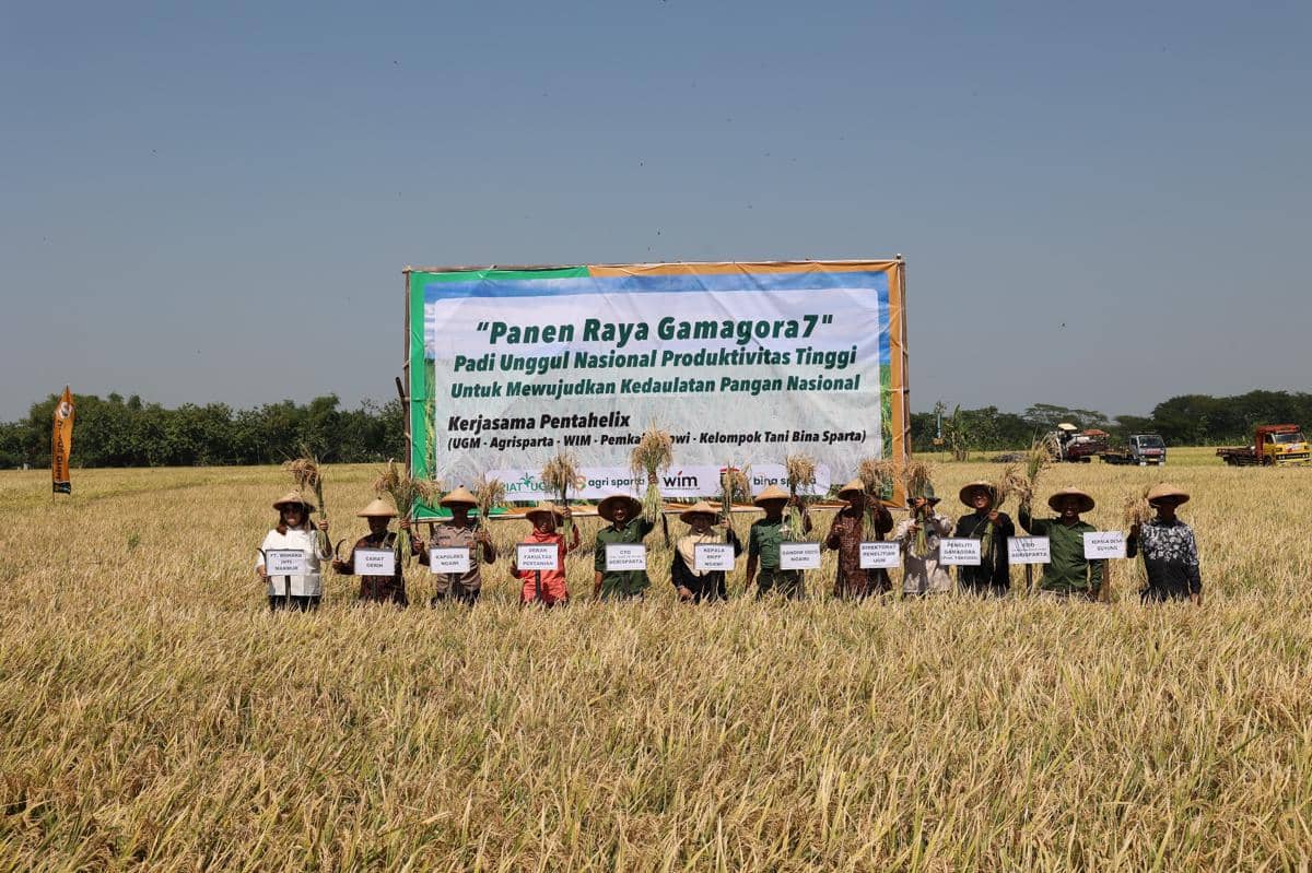 GamaGora - Panen.JPG