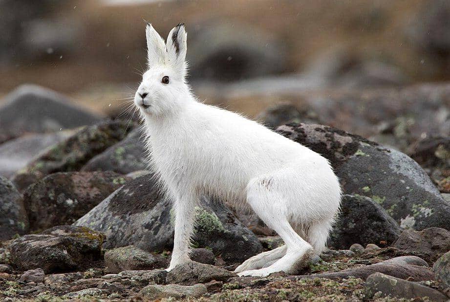 tampilan sekujur tubuh terwelu gunung saat musim dingin