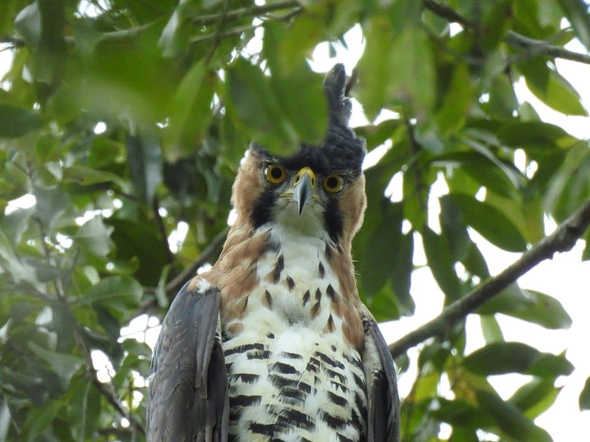 Potret Ornate Hawk-Eagle