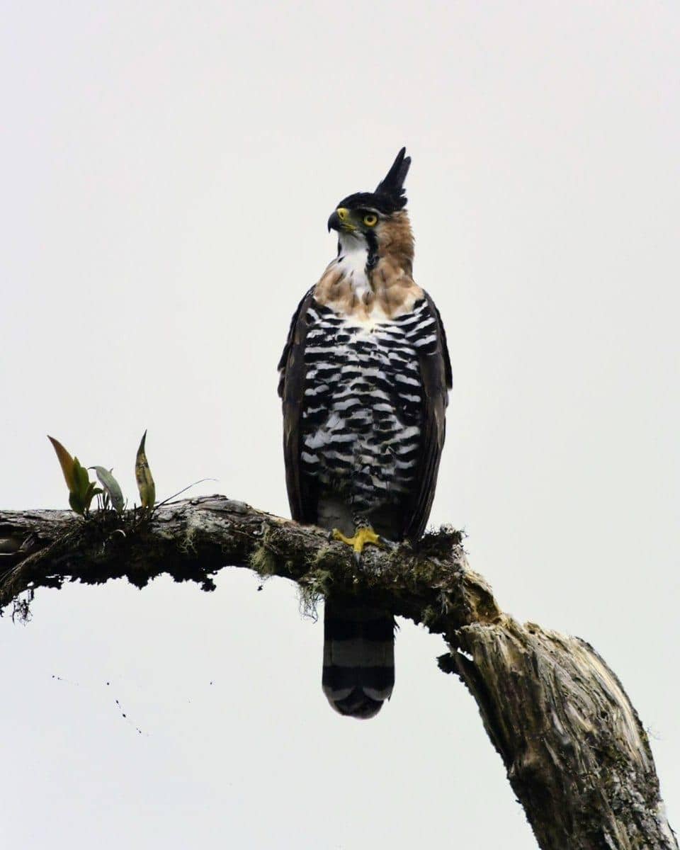 Potret Ornate Hawk-Eagle