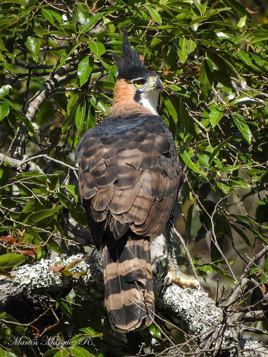 Potret Ornate Hawk-Eagle