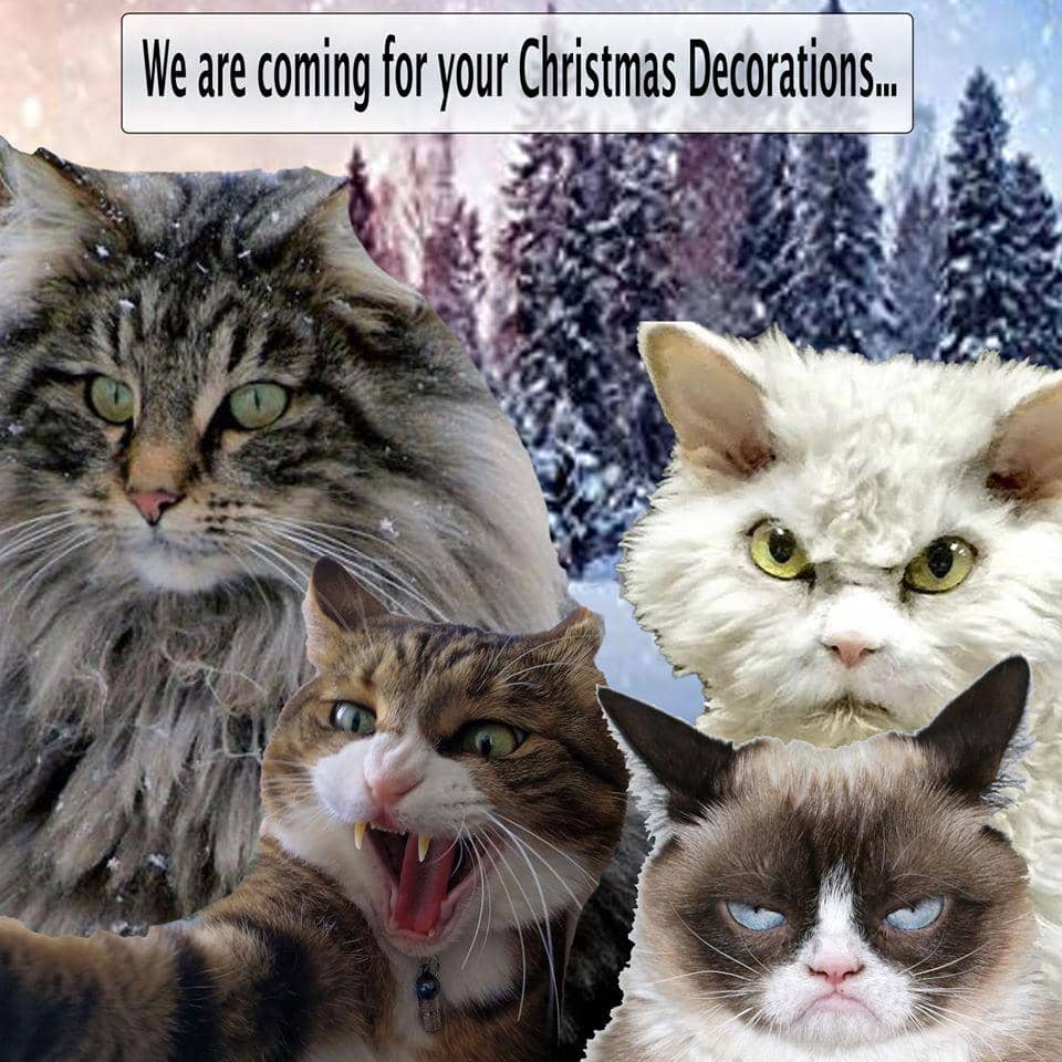 meme kucing di hari Natal