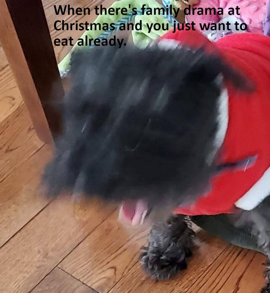meme anjing dan hari Natal
