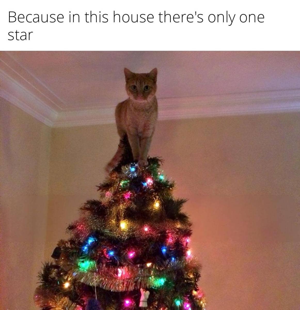 meme kucing dan pohon Natal