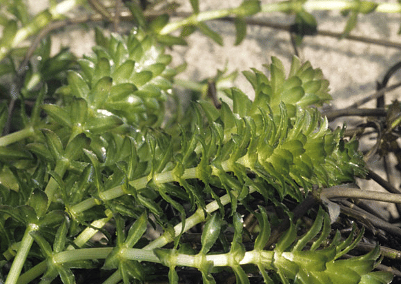 Hydrilla