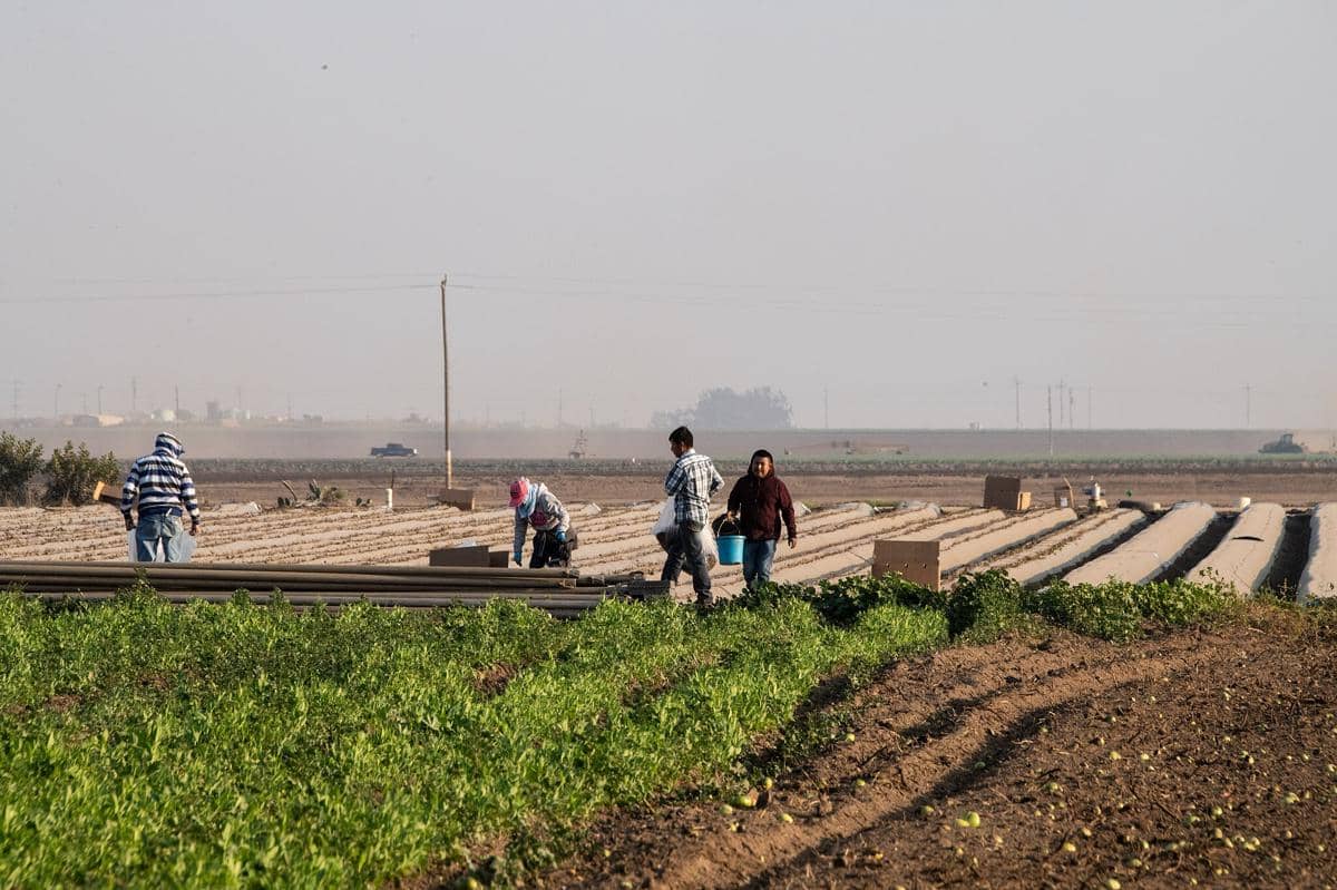 Pertanian di Kota Salinas, California 