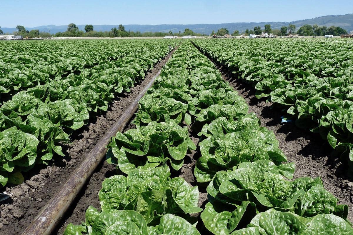 Pertanian Selada, Kota Salinas, California 