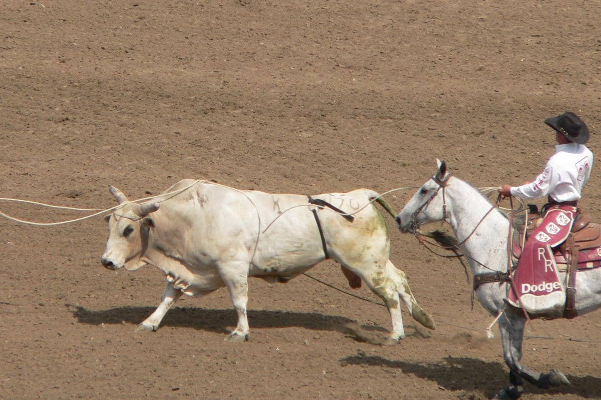 California Rodeo Salinas