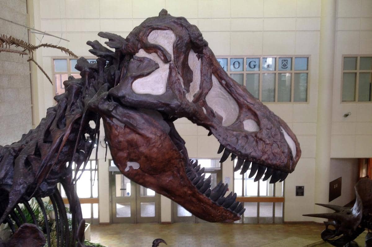 Fosil Tyrannosaurus yang telah direkonstruksi di atrium Gedung Geologi Universitas Saskatchewan, Kota Saskatoon, Kanada
