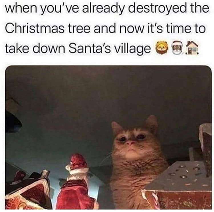 meme kucing di hari Natal