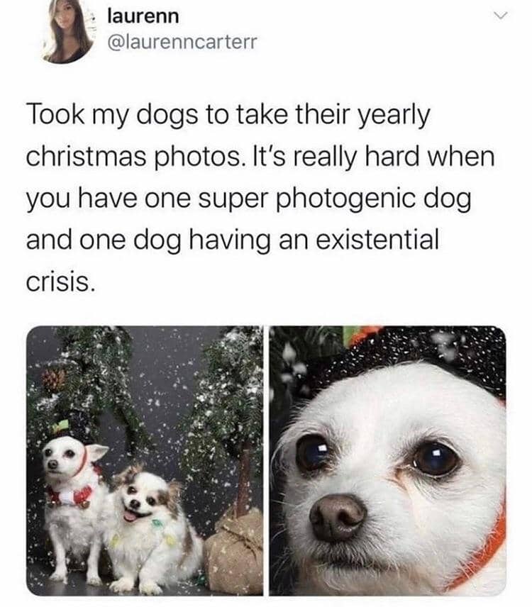 meme anjing dan hari Natal
