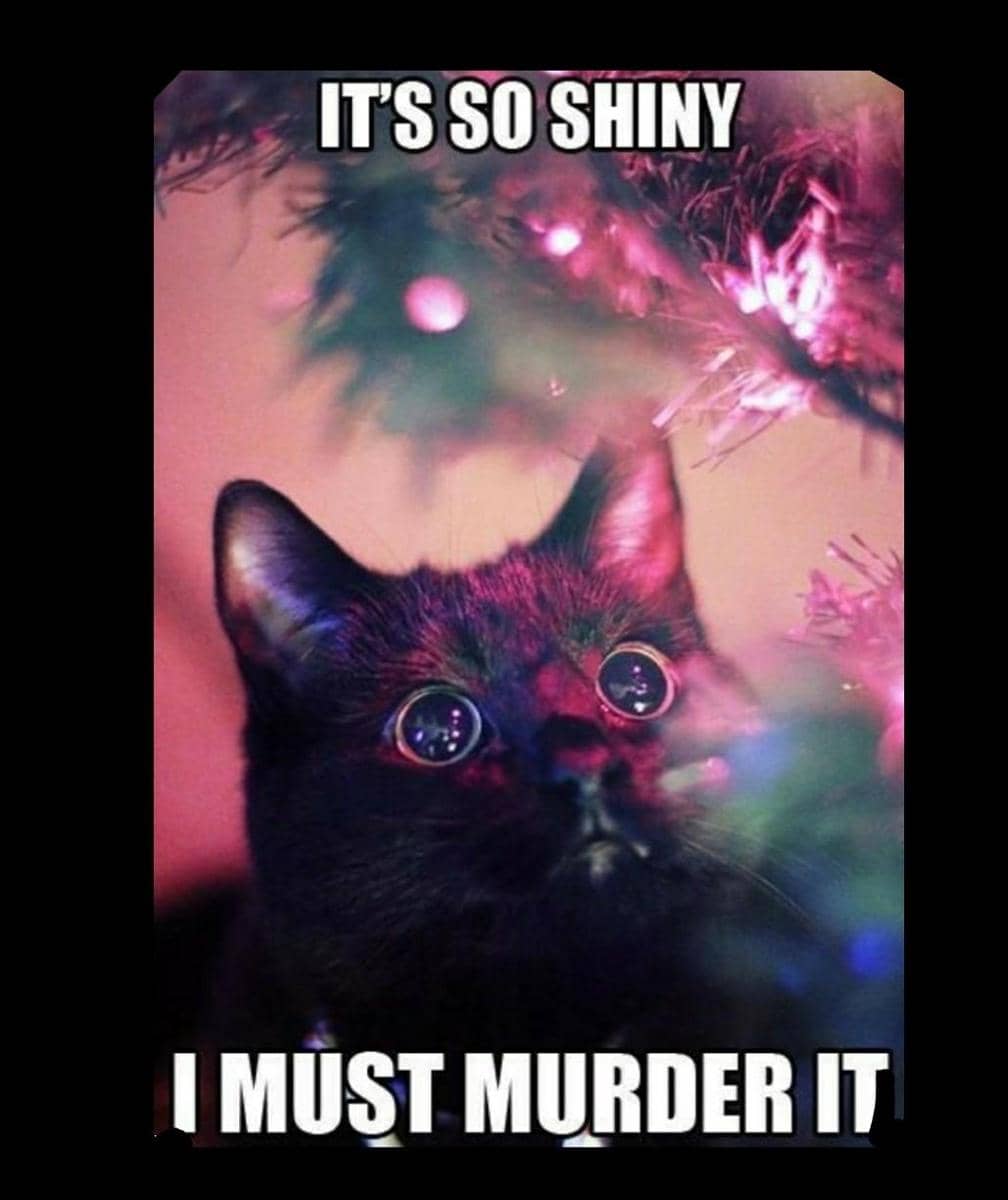 meme kucing di hari Natal