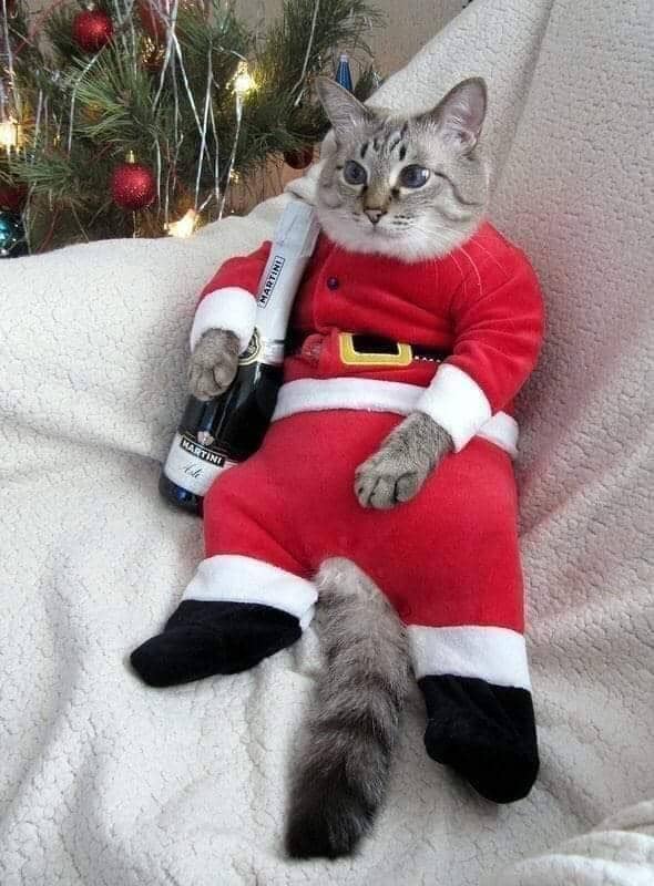 meme kucing di hari Natal
