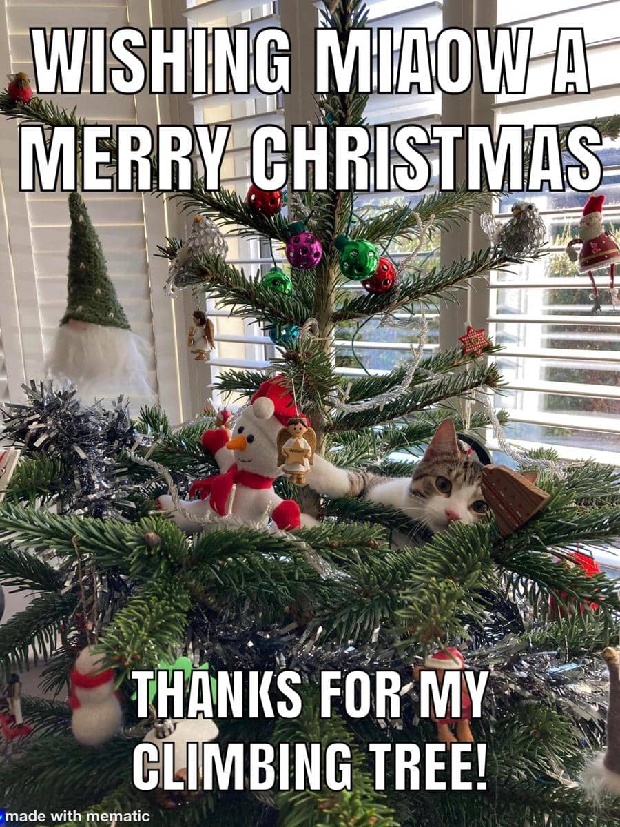 meme kucing dan pohon Natal