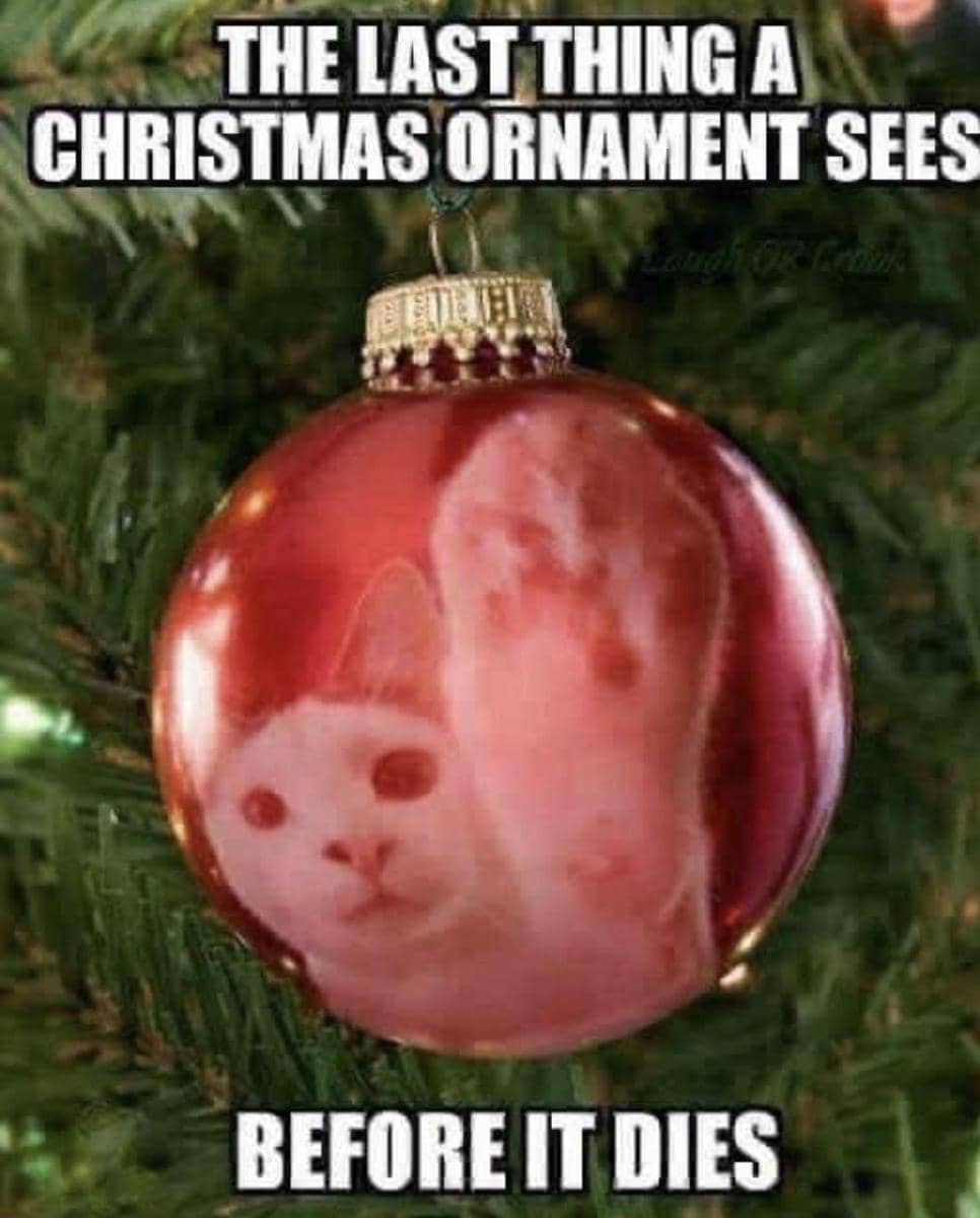 meme kucing di hari Natal