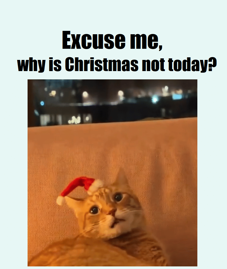 meme kucing di hari Natal